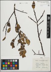 Foto von Salix mielichhoferi Saut.